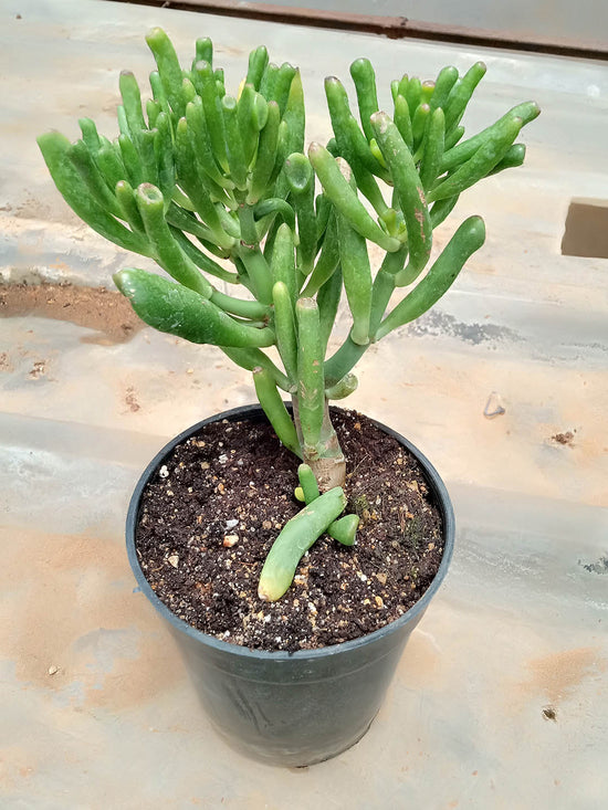 Crassula Ovata Gollum Plant or Gollum Jade, Trumpet Jade, Hobbit s Pipe Jade, ET s Fingers with Green coloured leaves and Pinkish White coloured flower 