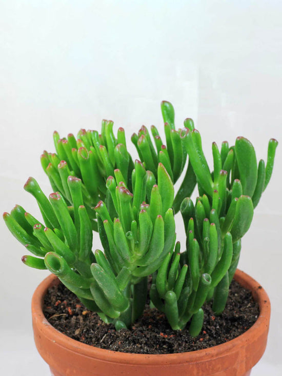 Crassula Ovata Hobbit Plant or Gollum Jade, Trumpet Jade, Hobbit s Pipe Jade, ET s Fingers with Lime Green with Maroon Teeth coloured leaves and Pinkish White coloured flower 