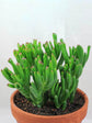 Crassula Ovata Hobbit Plant or Gollum Jade, Trumpet Jade, Hobbit s Pipe Jade, ET s Fingers with Lime Green with Maroon Teeth coloured leaves and Pinkish White coloured flower 