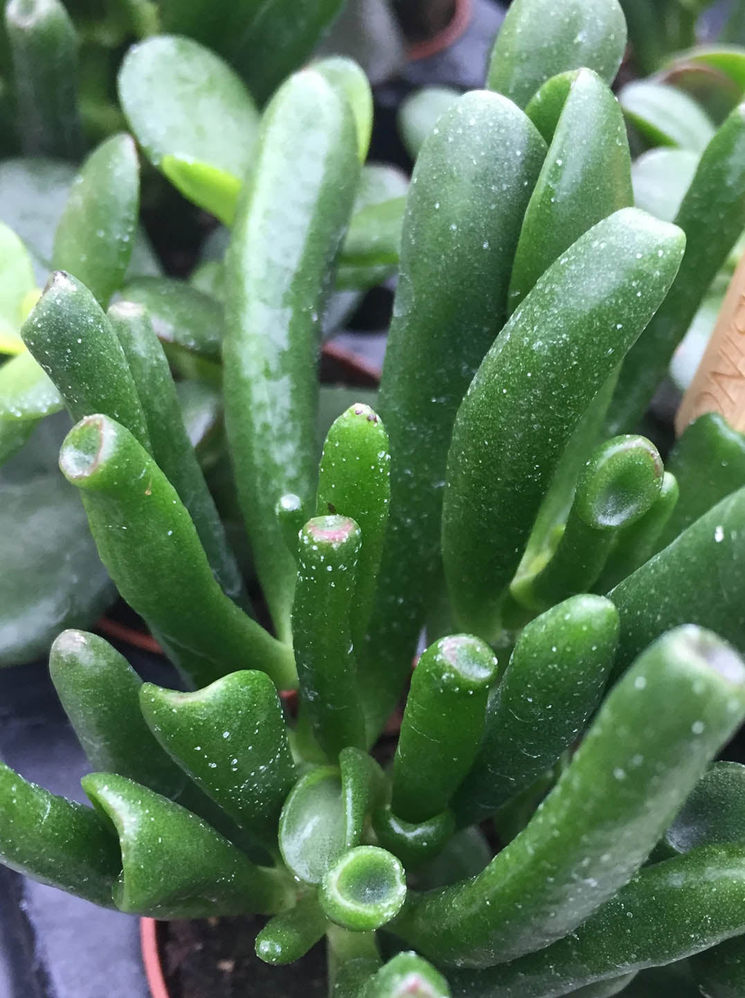 Crassula Ovata Hobbit 
