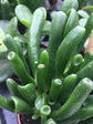 Crassula Ovata Hobbit 