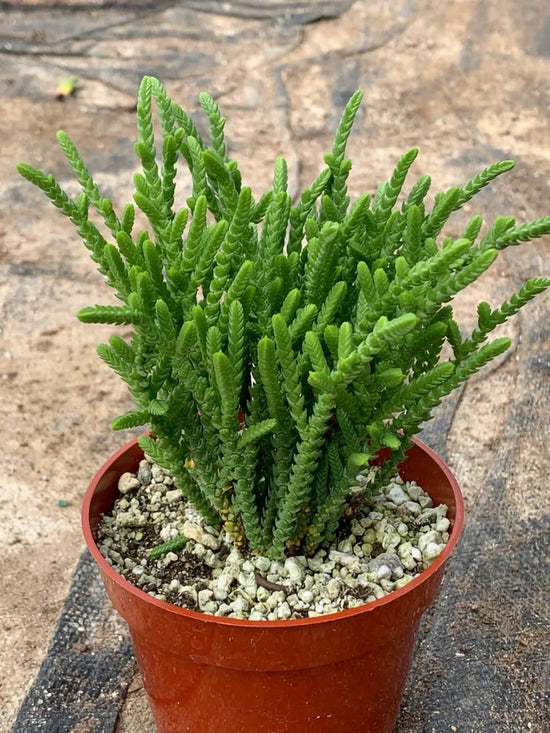 Crassula Muscosa Plant or Watch Chain with Green coloured leaves and Pink coloured flower 