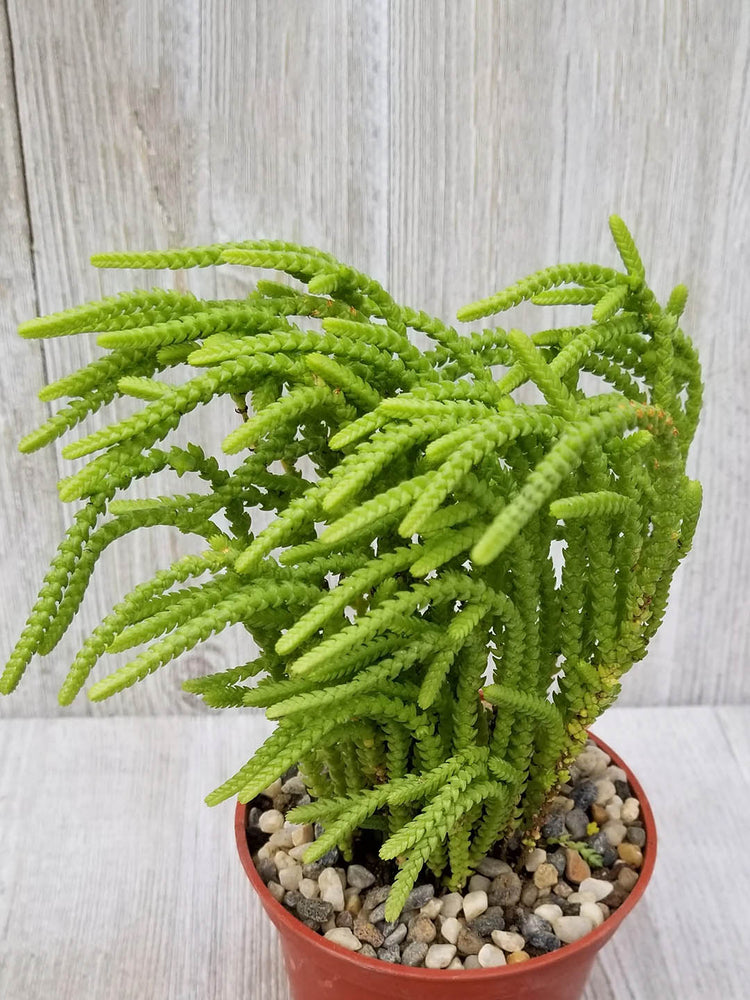 Crassula Muscosa