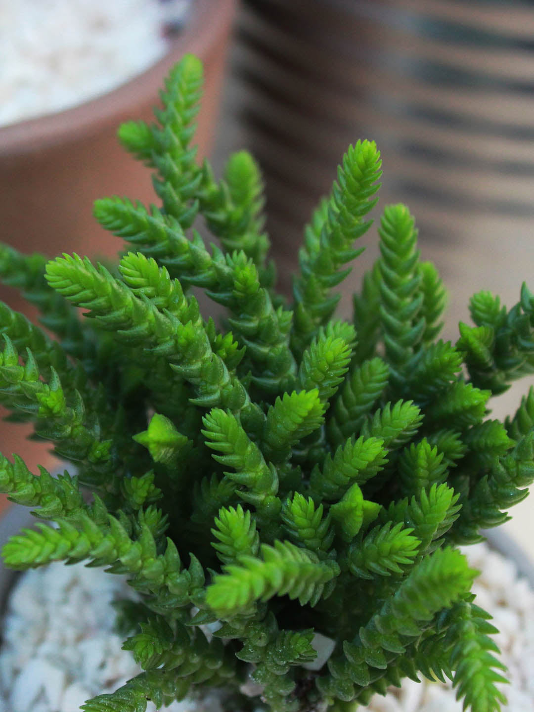 Crassula Muscosa