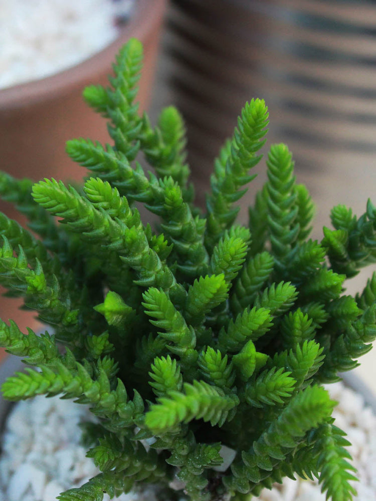 Crassula Muscosa