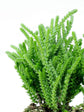 Crassula Muscosa