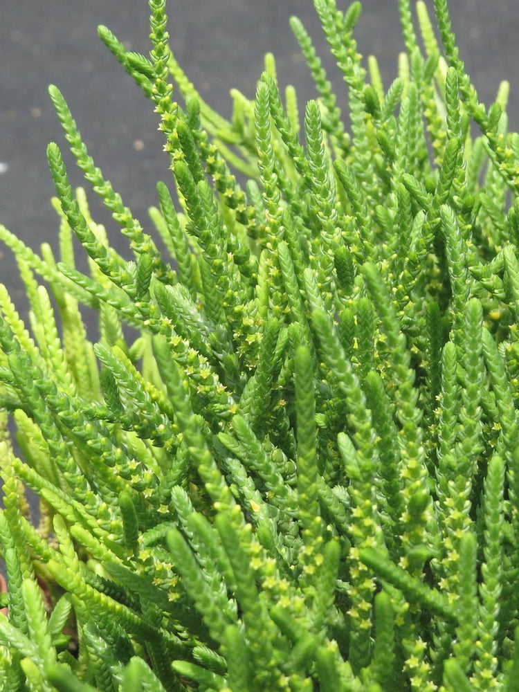 Crassula Muscosa