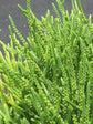 Crassula Muscosa