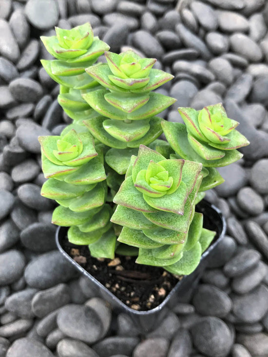 Crassula Perforata Plant or String of Buttons with Green coloured leaves and Pink coloured flower 