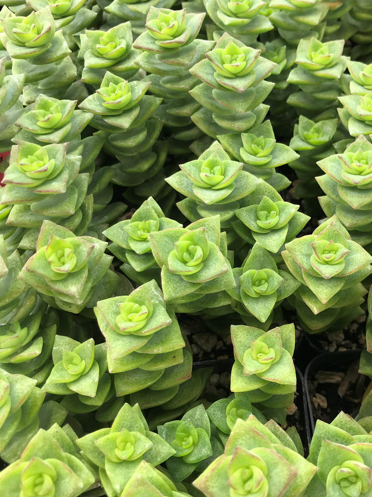 Crassula Perforata