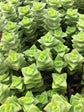 Crassula Perforata