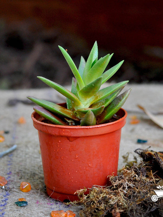 Crassula Exilis Schmidtii Plant or Fairy Tongue with Green with Maroon Hue coloured leaves and Pink coloured flower 
