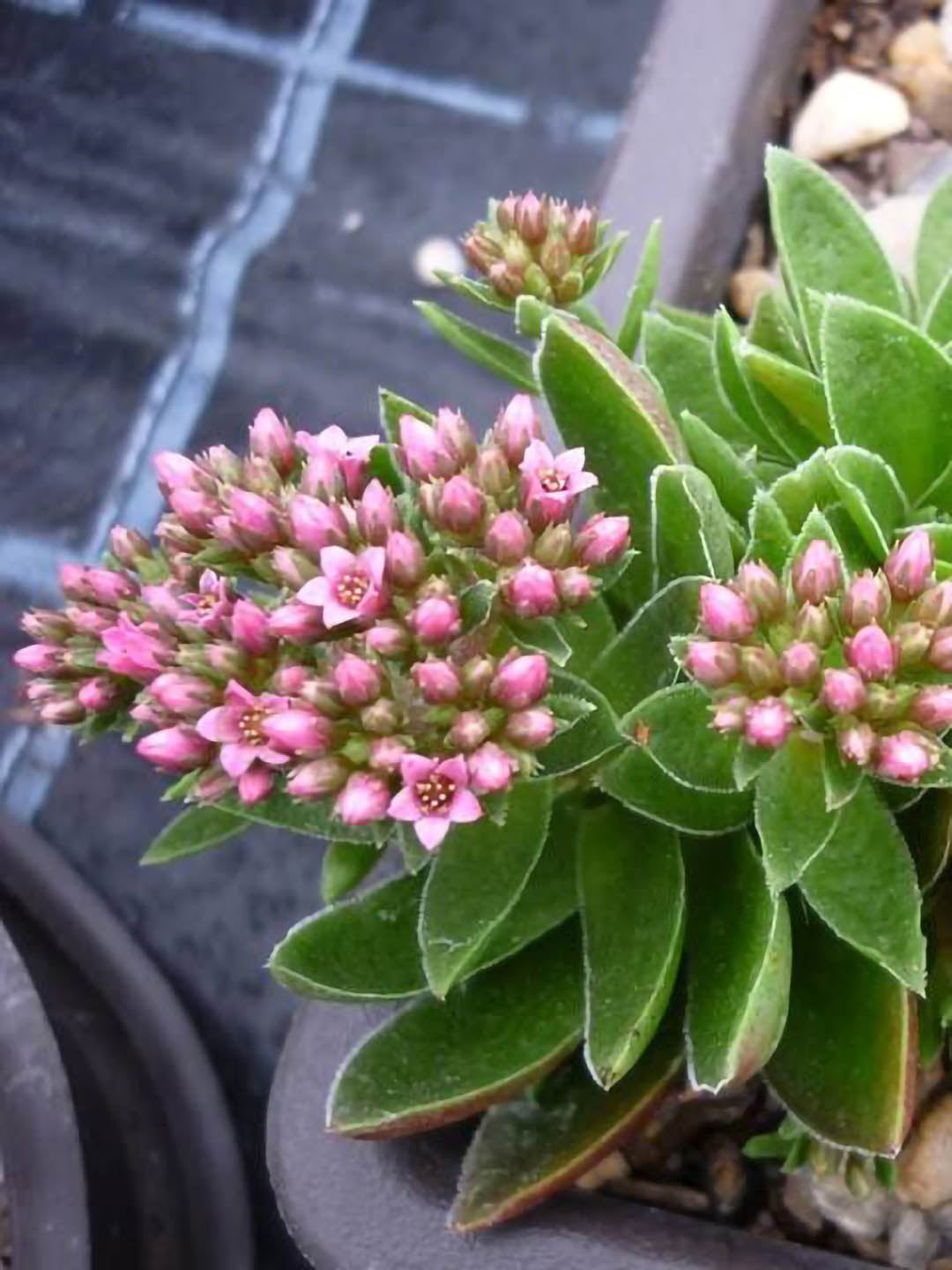 Crassula Exilis Schmidtii