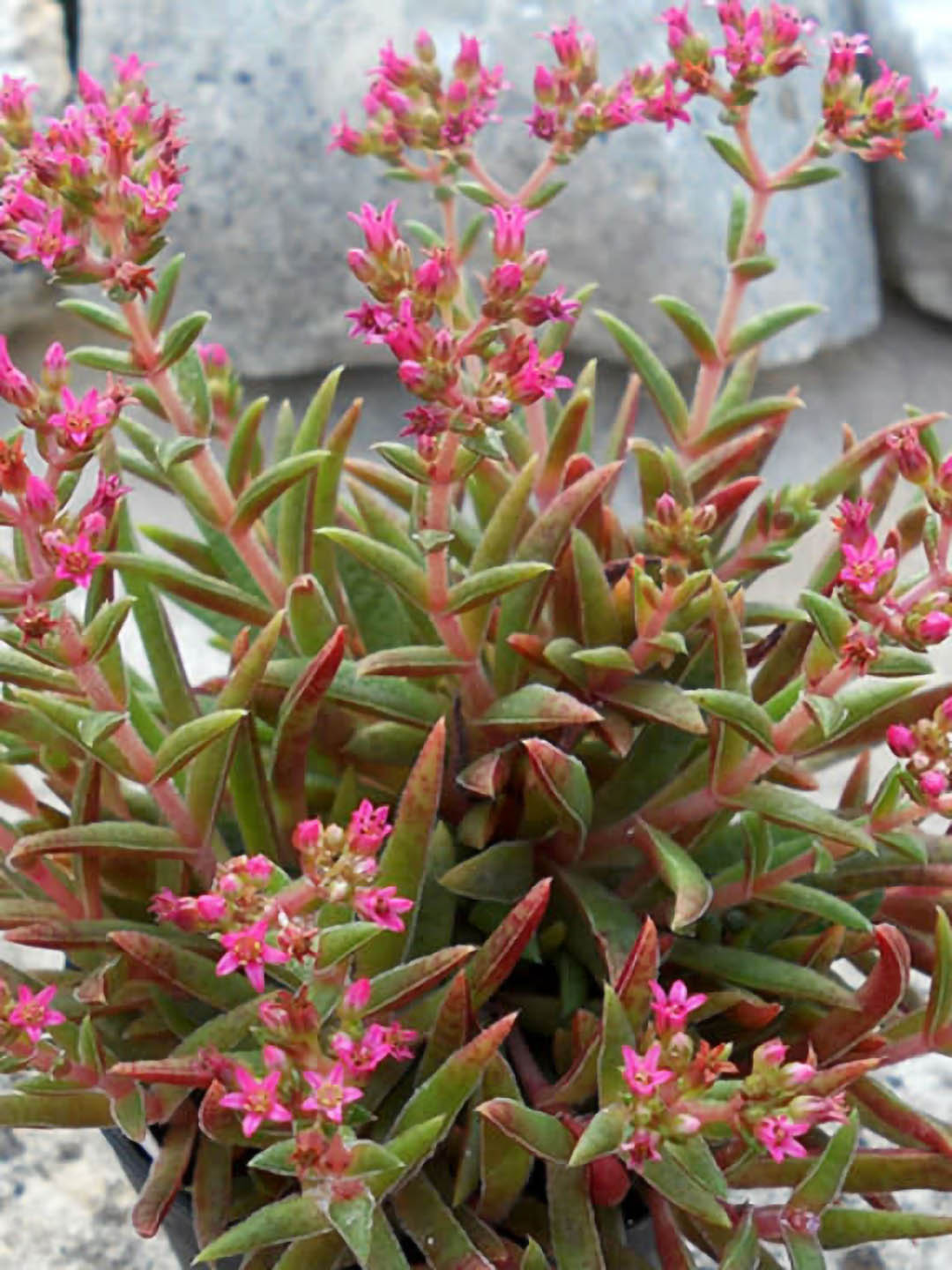 Crassula Exilis Schmidtii