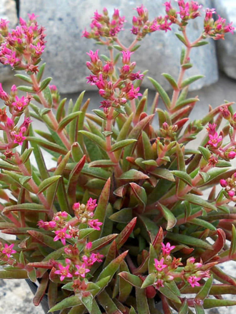 Crassula Exilis Schmidtii