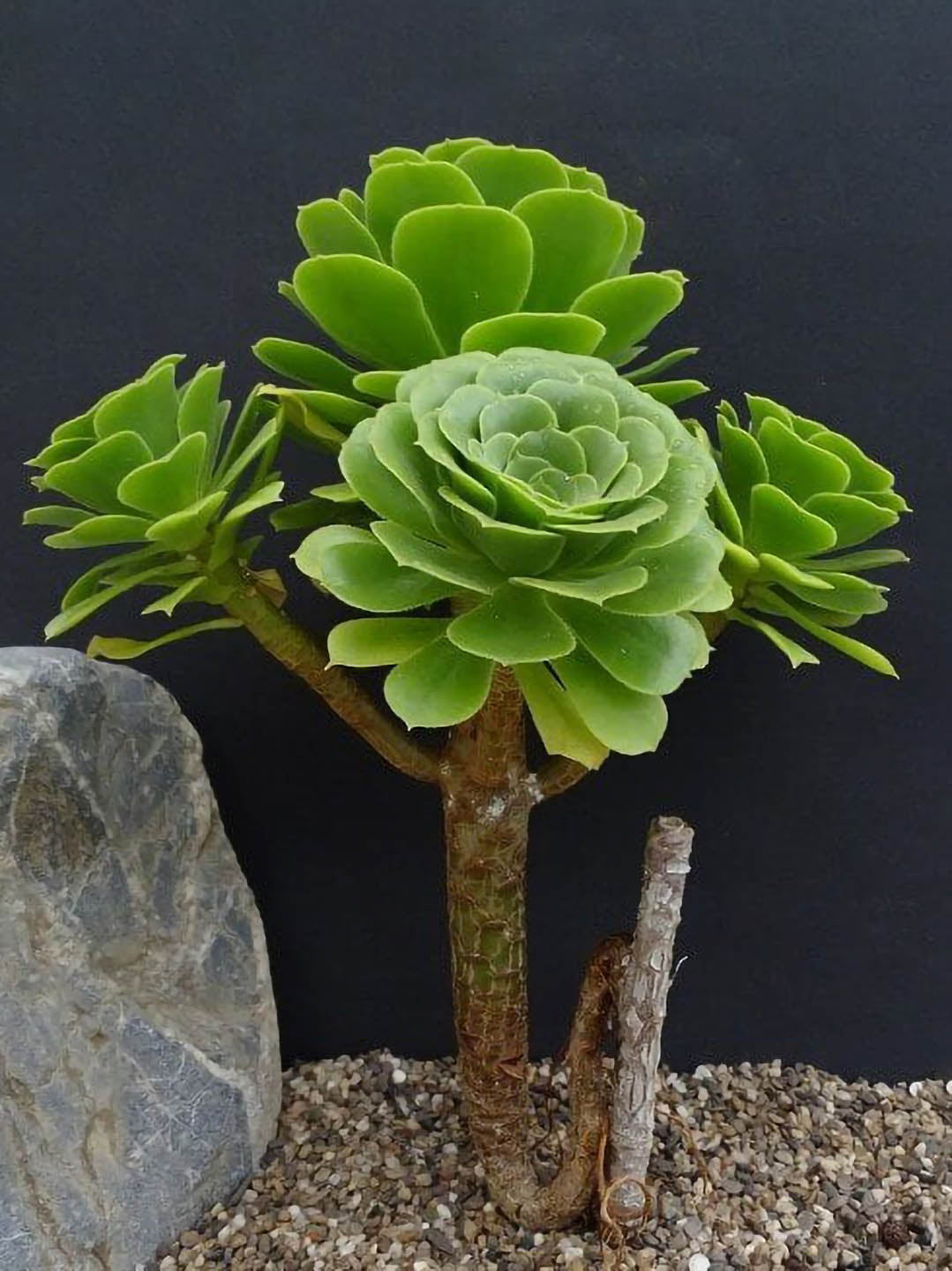 tree houseleek succulents Tree Houseleek Aeonium Succulent Plant – Potclay