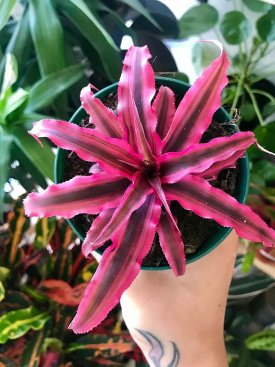 Cryptanthus Bromeliad Red Star Plant or Red Star Bromeliad with Pinkish Red and Maroon Bands coloured leaves and Yellow coloured flower 