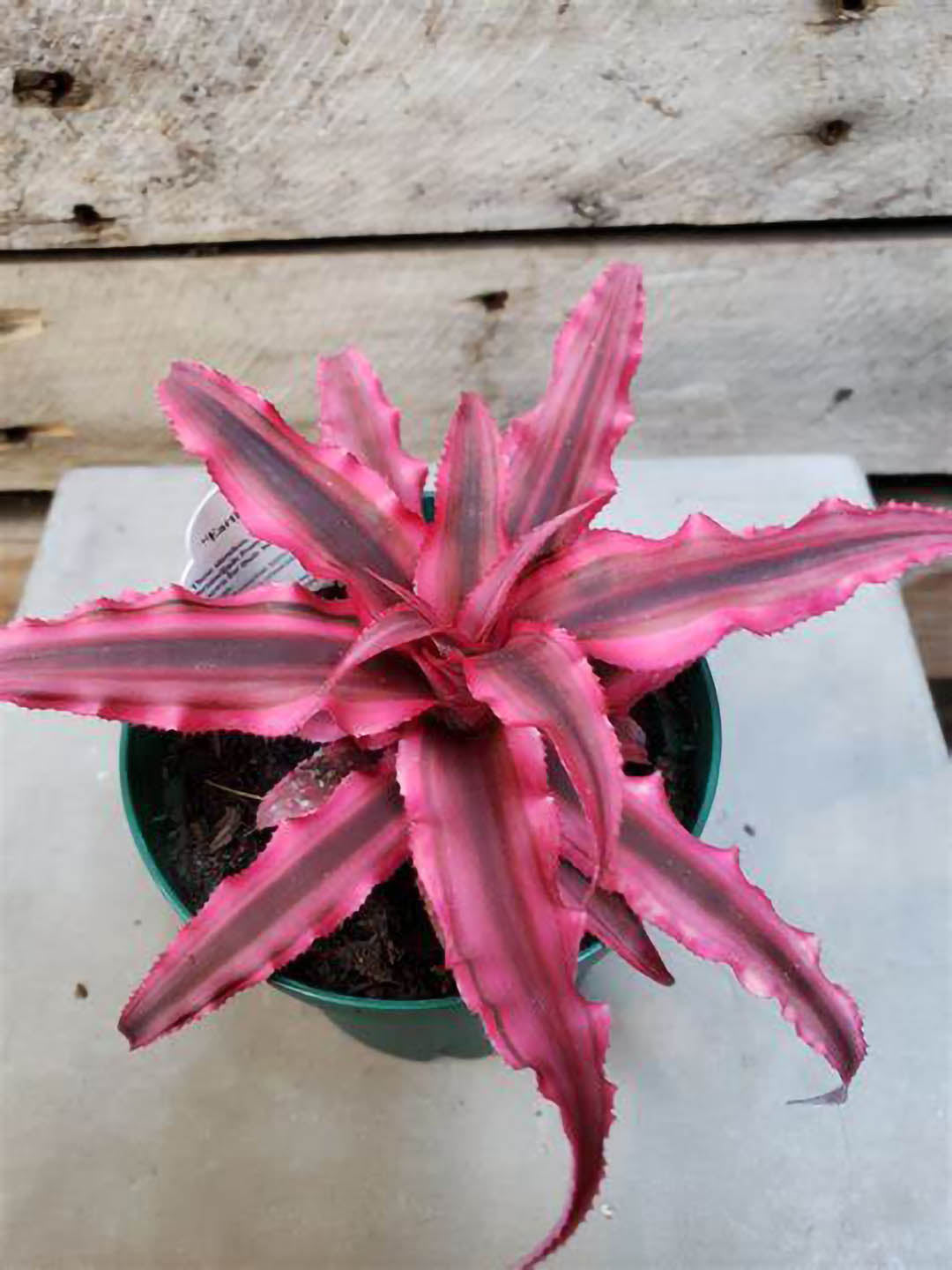 Cryptanthus Bromeliad Red Star