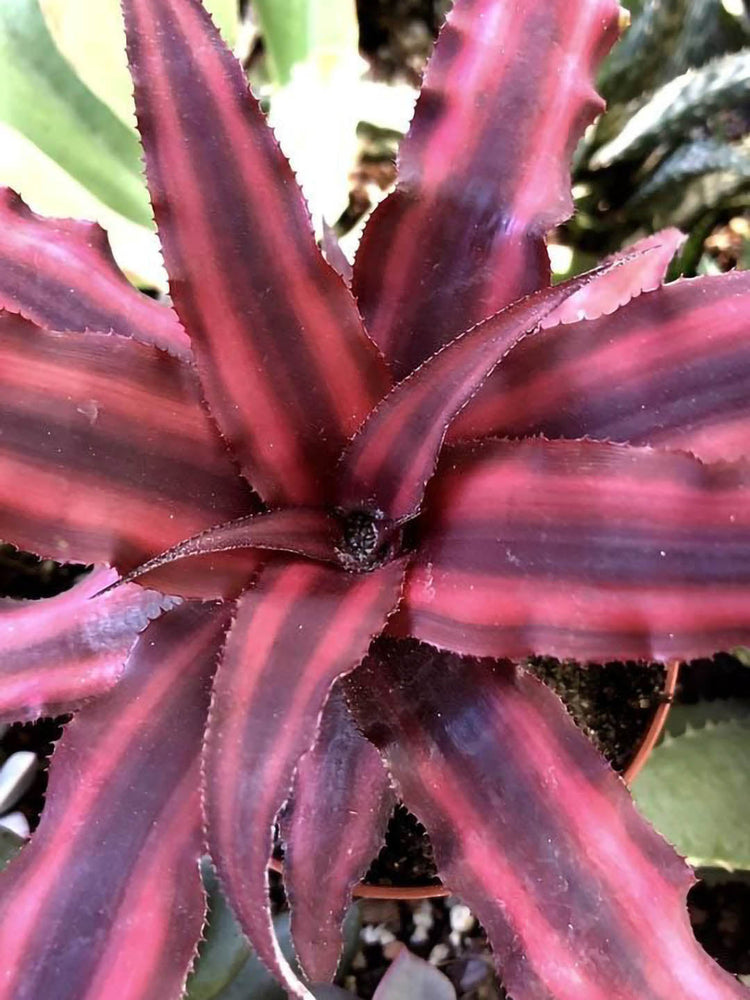 Cryptanthus Bromeliad Red Star