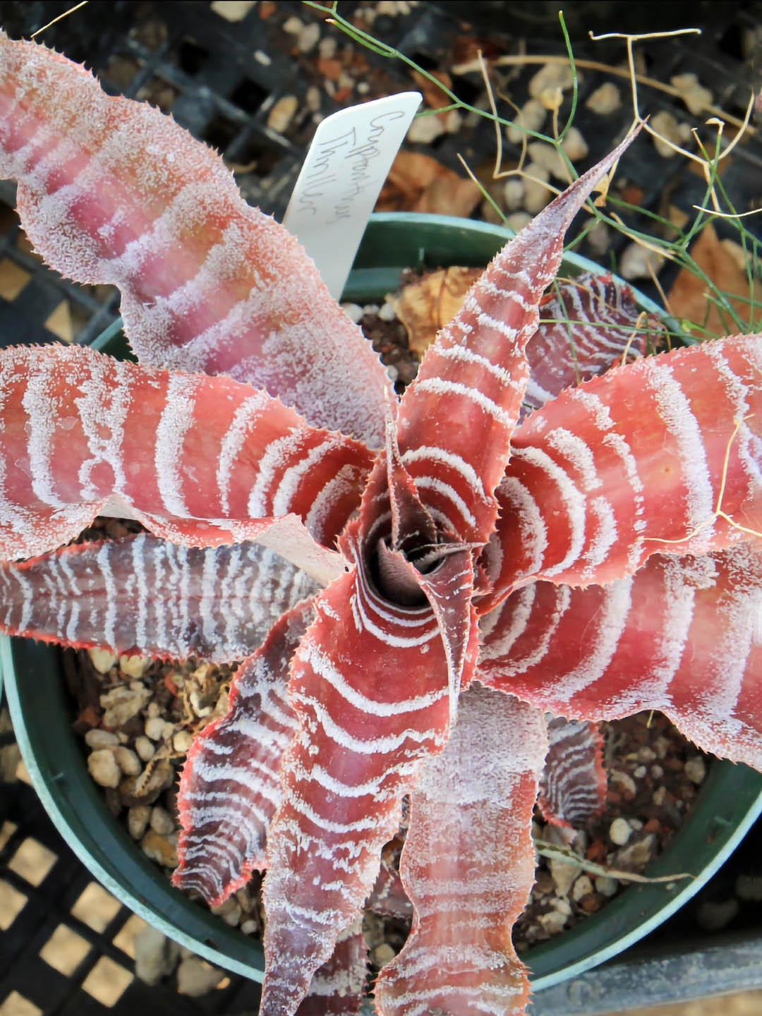 Cryptanthus Bromeliad Thriller Plant or Bromeliad with White Stripes on Brown coloured leaves and Brown coloured flower 