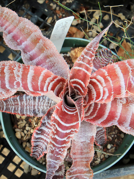 Cryptanthus Bromeliad Thriller Plant or Bromeliad with White Stripes on Brown coloured leaves and Brown coloured flower 