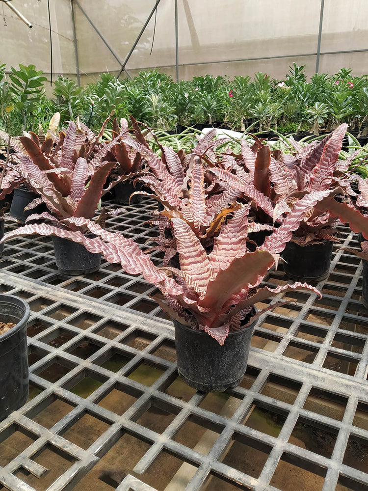 Cryptanthus Bromeliad Thriller