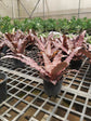 Cryptanthus Bromeliad Thriller