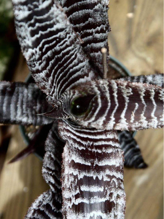 Cryptanthus Fosterianus Plant or Earth Star with Brown and Silver Stripes coloured leaves and Pinkish White coloured flower 