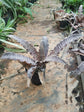 Cryptanthus Fosterianus