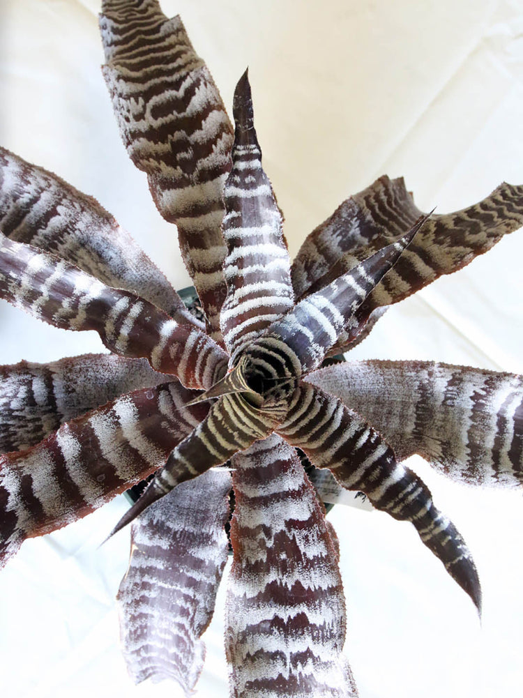 Cryptanthus Fosterianus