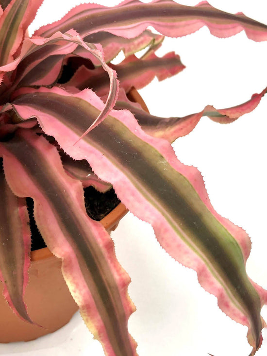 Cryptanthus Bivittatus Pink Starlite Plant or Bromeliad Earth Star Pink with Pink Border with Green Bands coloured leaves and Pinkish White coloured flower 