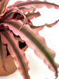 Cryptanthus Bivittatus Pink Starlite Plant or Bromeliad Earth Star Pink with Pink Border with Green Bands coloured leaves and Pinkish White coloured flower 