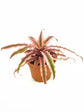Cryptanthus Bivittatus Pink Starlite