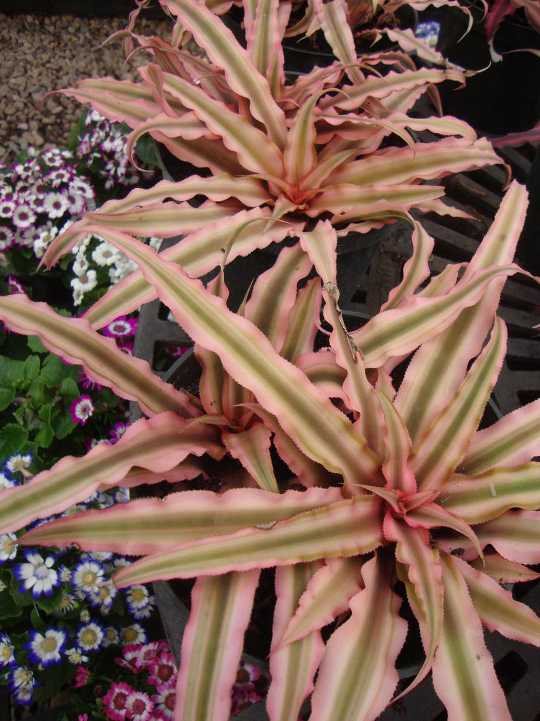 Cryptanthus Bivittatus Pink Starlite