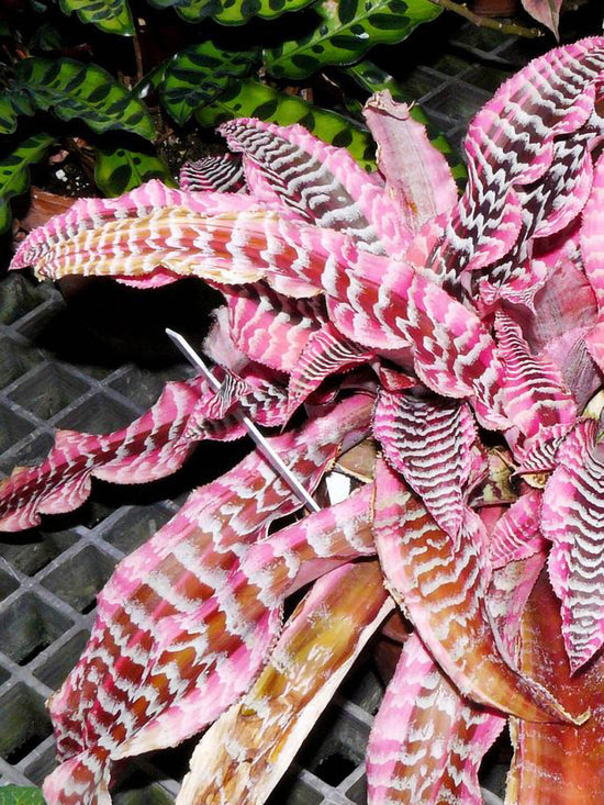 Cryptanthus Elaine Plant or Earth Stars, Starfish plant with Pink border with purple and silver stripes coloured leaves and Pinkish White coloured flower 
