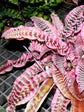 Cryptanthus Elaine Plant or Earth Stars, Starfish plant with Pink border with purple and silver stripes coloured leaves and Pinkish White coloured flower 