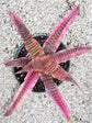 Cryptanthus Elaine 