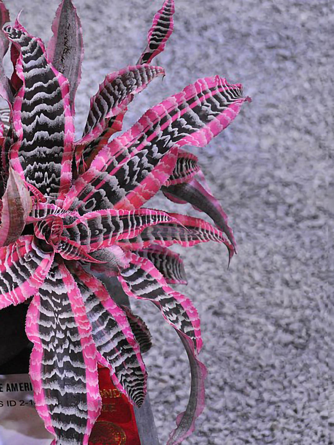 Cryptanthus Elaine 