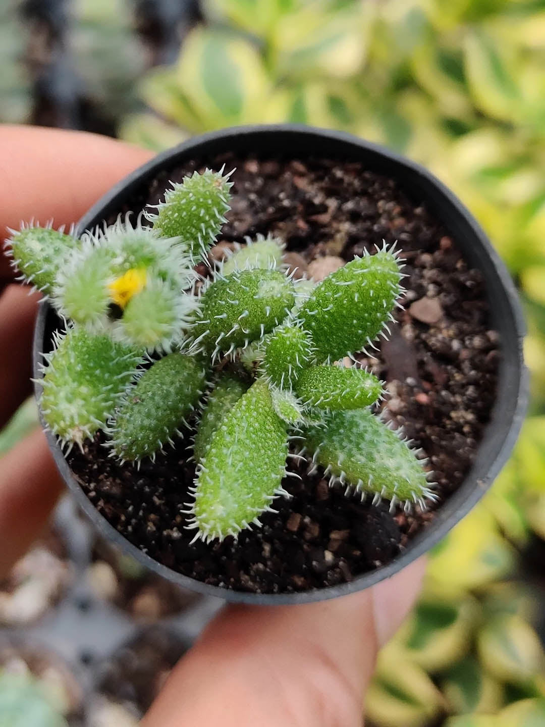 Delosperma Echinatum Plant or Pickle Plant with Green with white hairs coloured leaves and Yellow coloured flower 