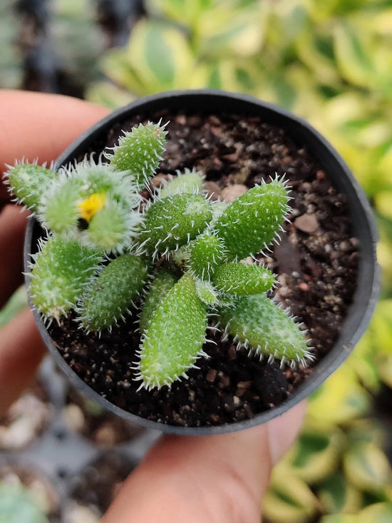 Delosperma Echinatum Plant or Pickle Plant with Green with white hairs coloured leaves and Yellow coloured flower 