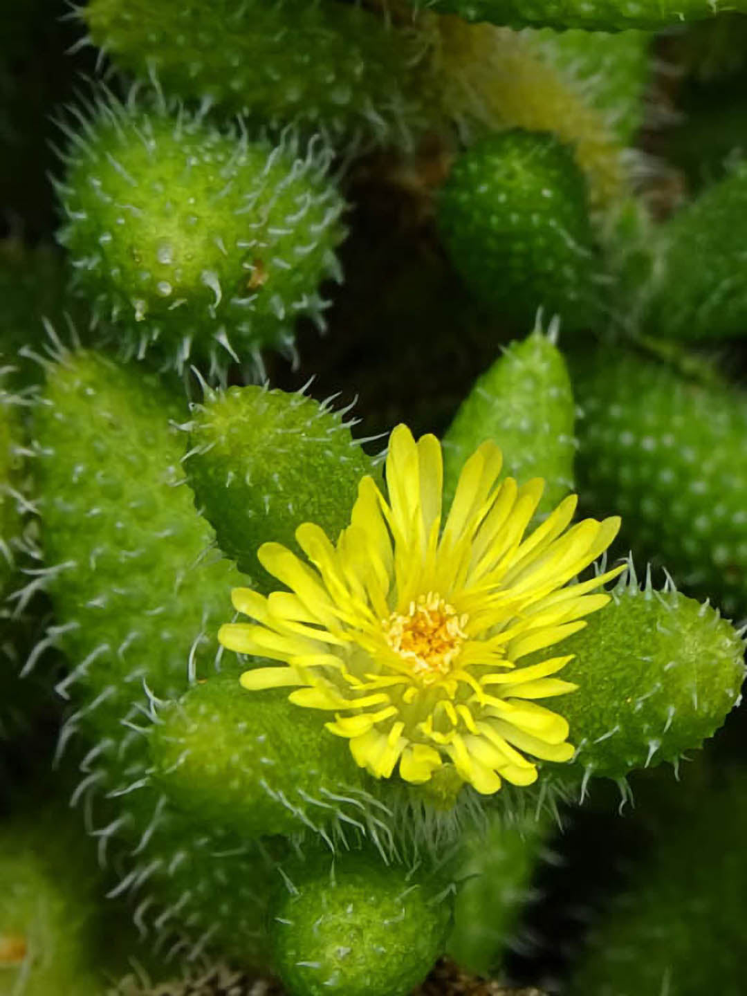 Delosperma Echinatum