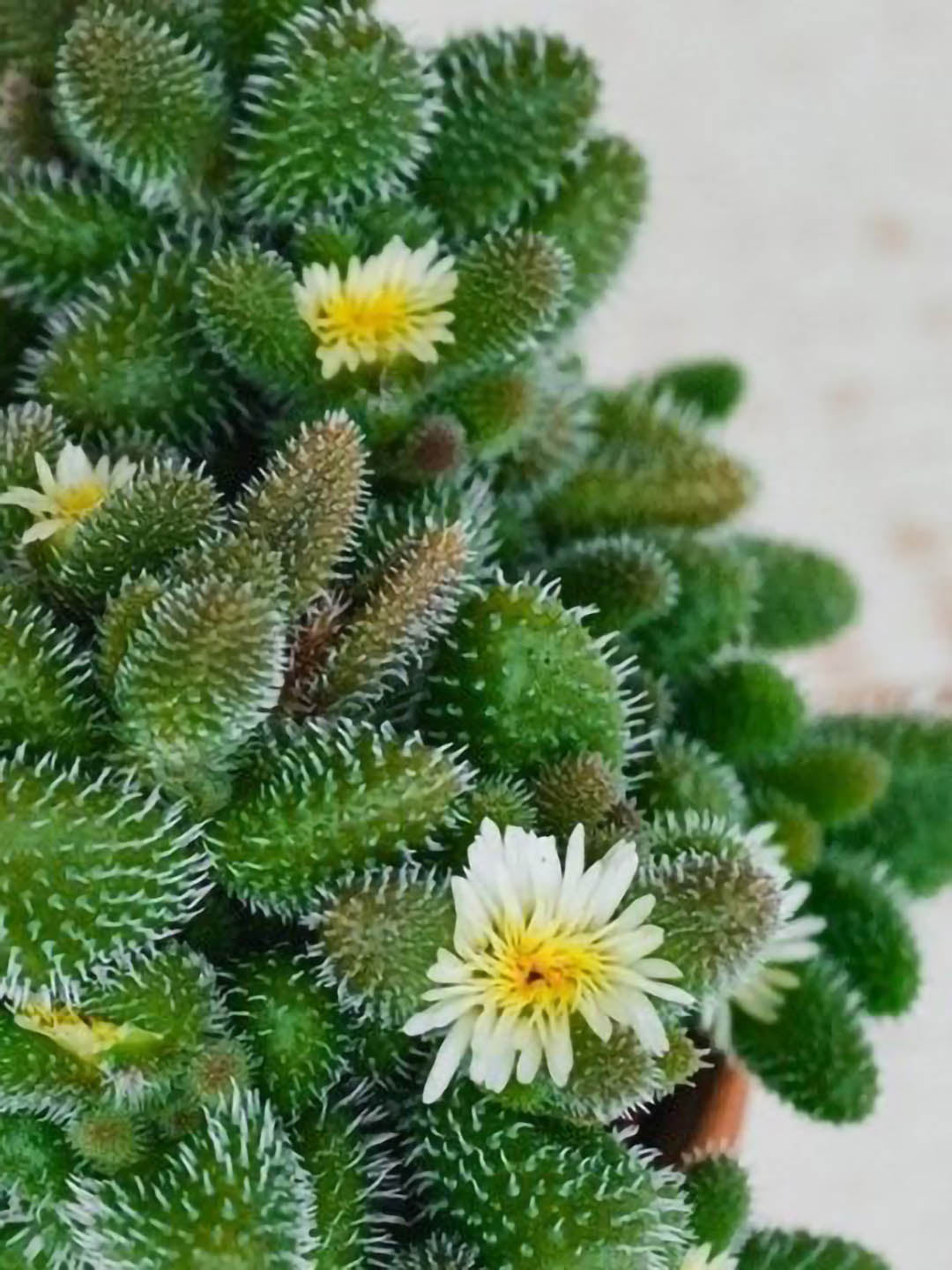 Delosperma Echinatum