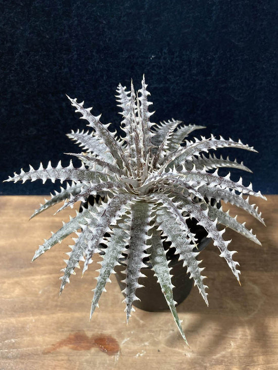 Dyckia Fosteriana Plant or Silver Superstar with Pale Pink Silver coloured leaves and Orange coloured flower 