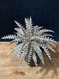 Dyckia Fosteriana Plant or Silver Superstar with Pale Pink Silver coloured leaves and Orange coloured flower 