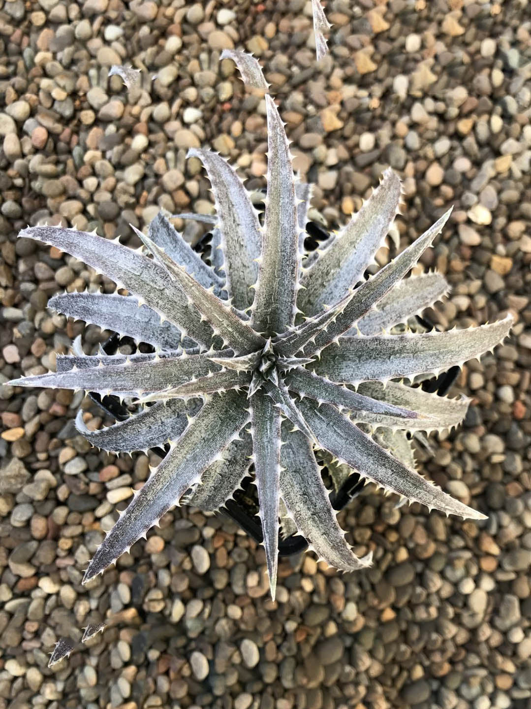 Dyckia Fosteriana