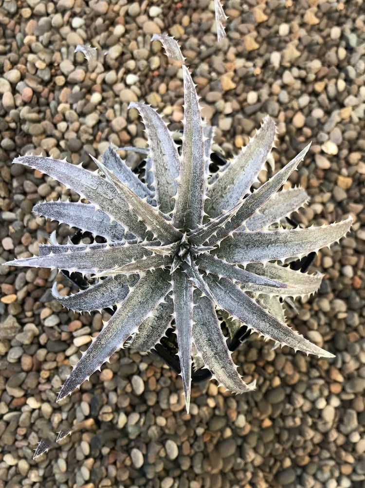Dyckia Fosteriana