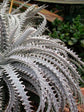 Dyckia Fosteriana