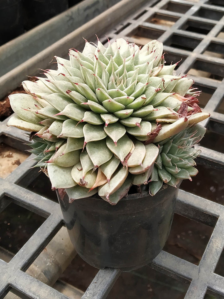 Echeveria Agavoides Plant or Wax Echeveria, Wax Agave, Molded Wax Plant, Molded Wax Agave with Green with Reddish tip coloured leaves and Orange and Yellow coloured flower 