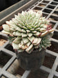 Echeveria Agavoides Plant or Wax Echeveria, Wax Agave, Molded Wax Plant, Molded Wax Agave with Green with Reddish tip coloured leaves and Orange and Yellow coloured flower 