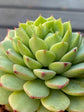 Echeveria Agavoides